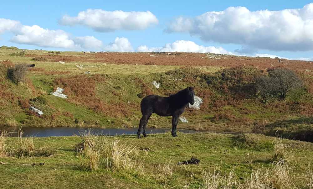 A black pony on Bodmin moor