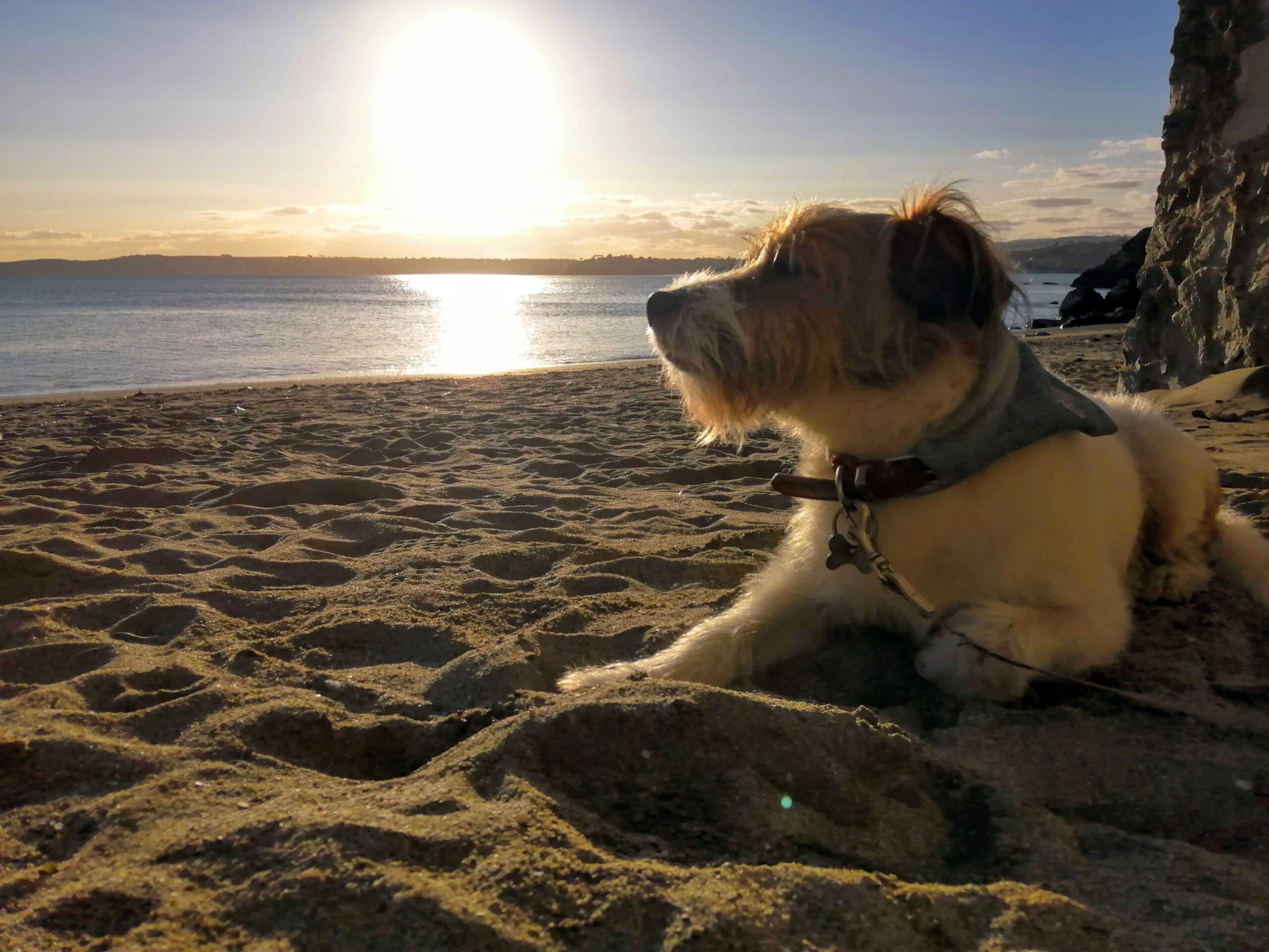 A dog enjoying the sunset