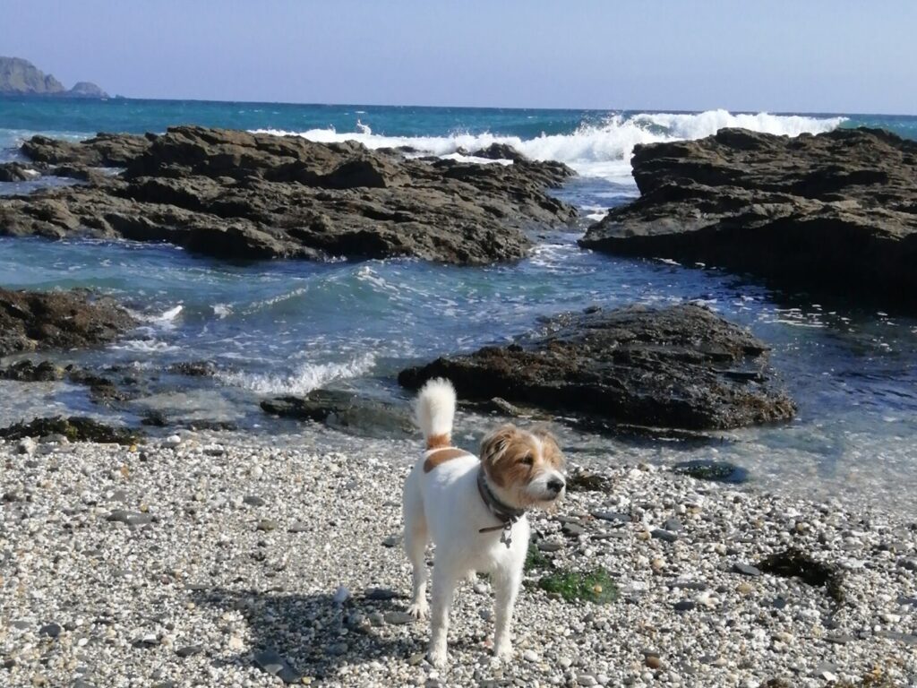 A dog on the beach