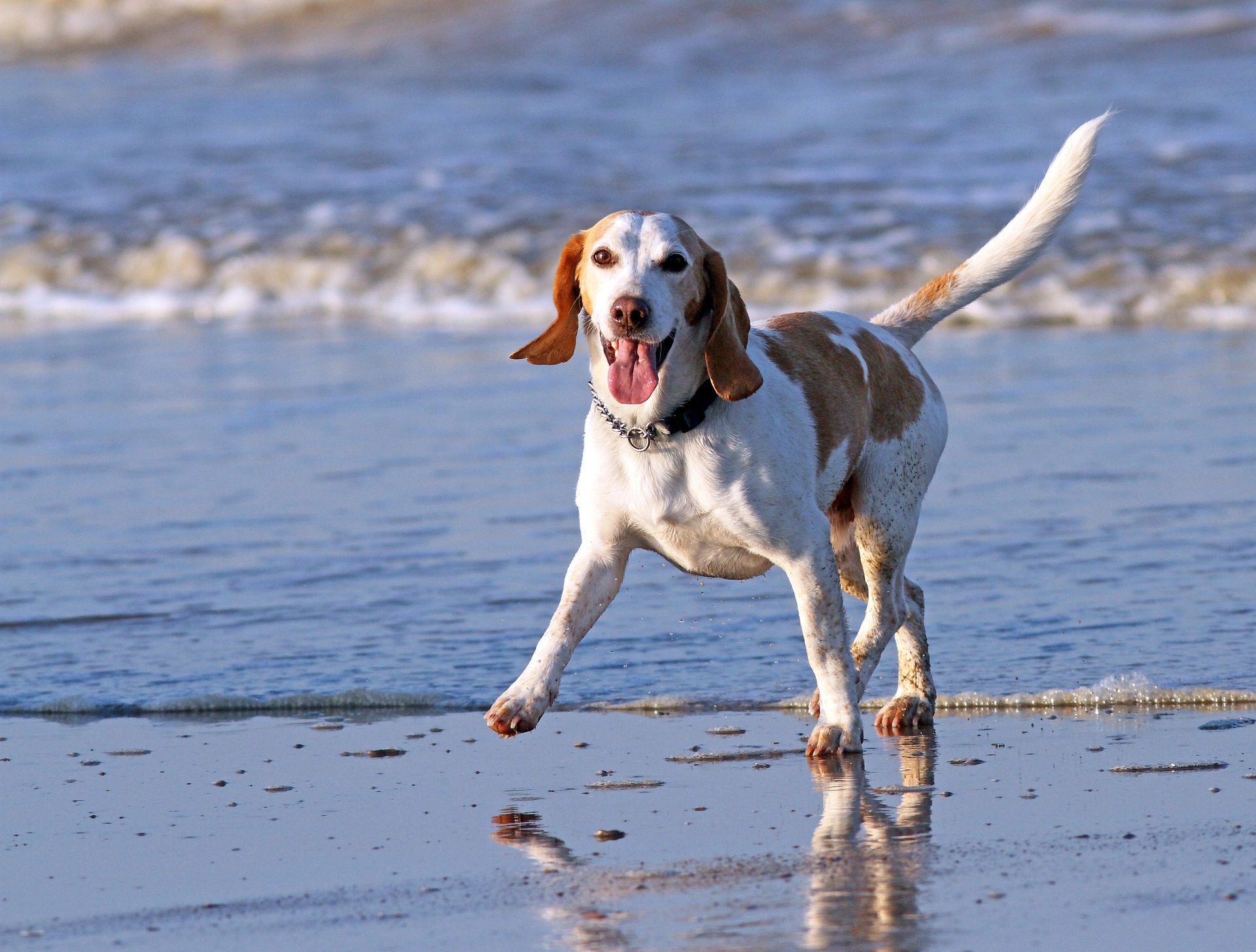 Dog on Seaton Beach